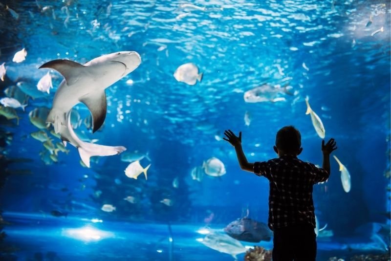 hurghada grand aquarium